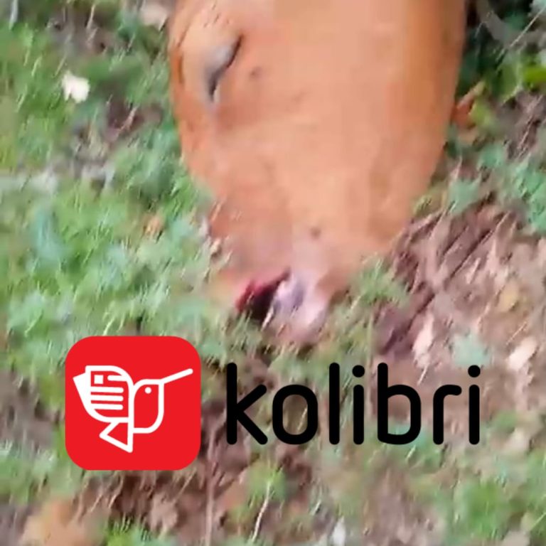 Sëmundje e re tek kafshët në Devoll, ngordhin dy lopë