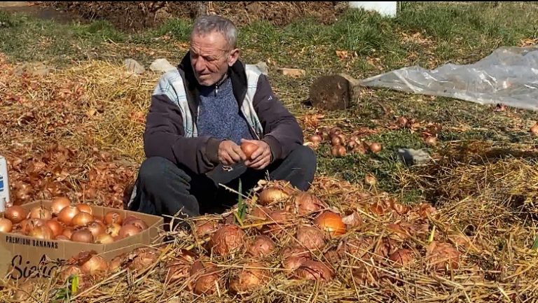 Korçë/ Mbetet Stok 80% E ‘qepës Së Ujit’, Fermerët: S’rezistojnë Më, Do ...