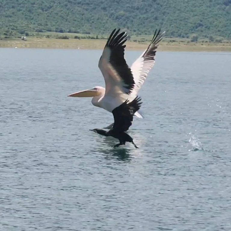 Rikthehet pelikani kaçurrel në Prespë