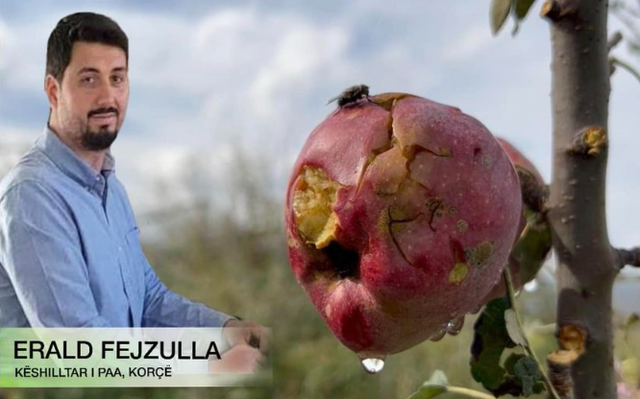 Me sytë nga qielli – Nga Erald Fejzulla