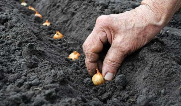 Mbjellja e qepës në fushën e Maliqit: prodhim i qëndrueshëm dhe zgjedhja e farës cilësore