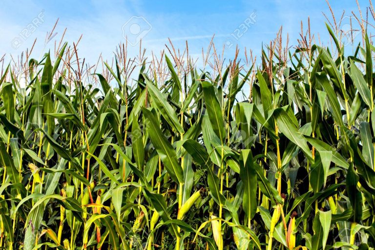 Maliqi përparon me kulturën e misrit në tokat torfike – prioritet për blegtorinë dhe pularitë