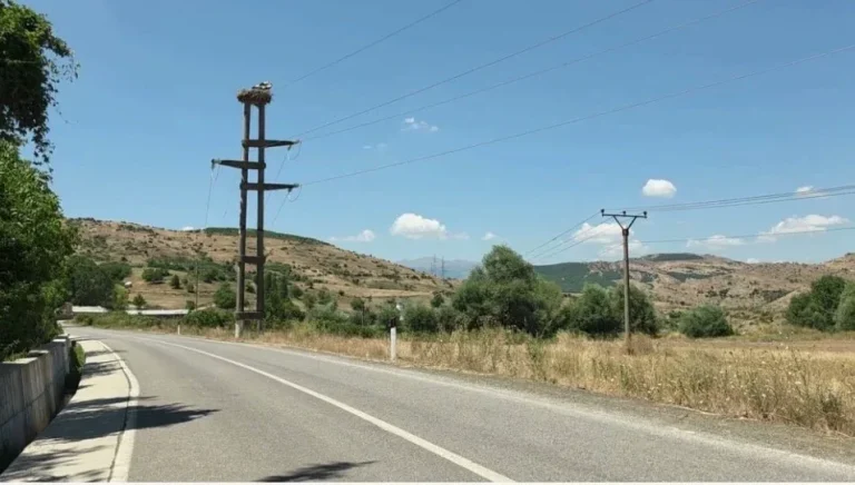 Lejlekët ndërtojnë foletë mbi shtyllat e tensionit në Maliq