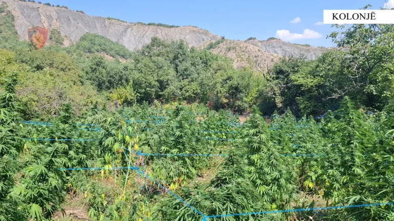 Kanabis në Kolonjë: Pranga çiftit pas hetimit disa javor
